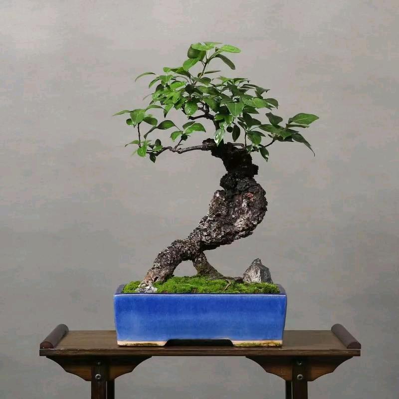 奇山怪桩盆景园
