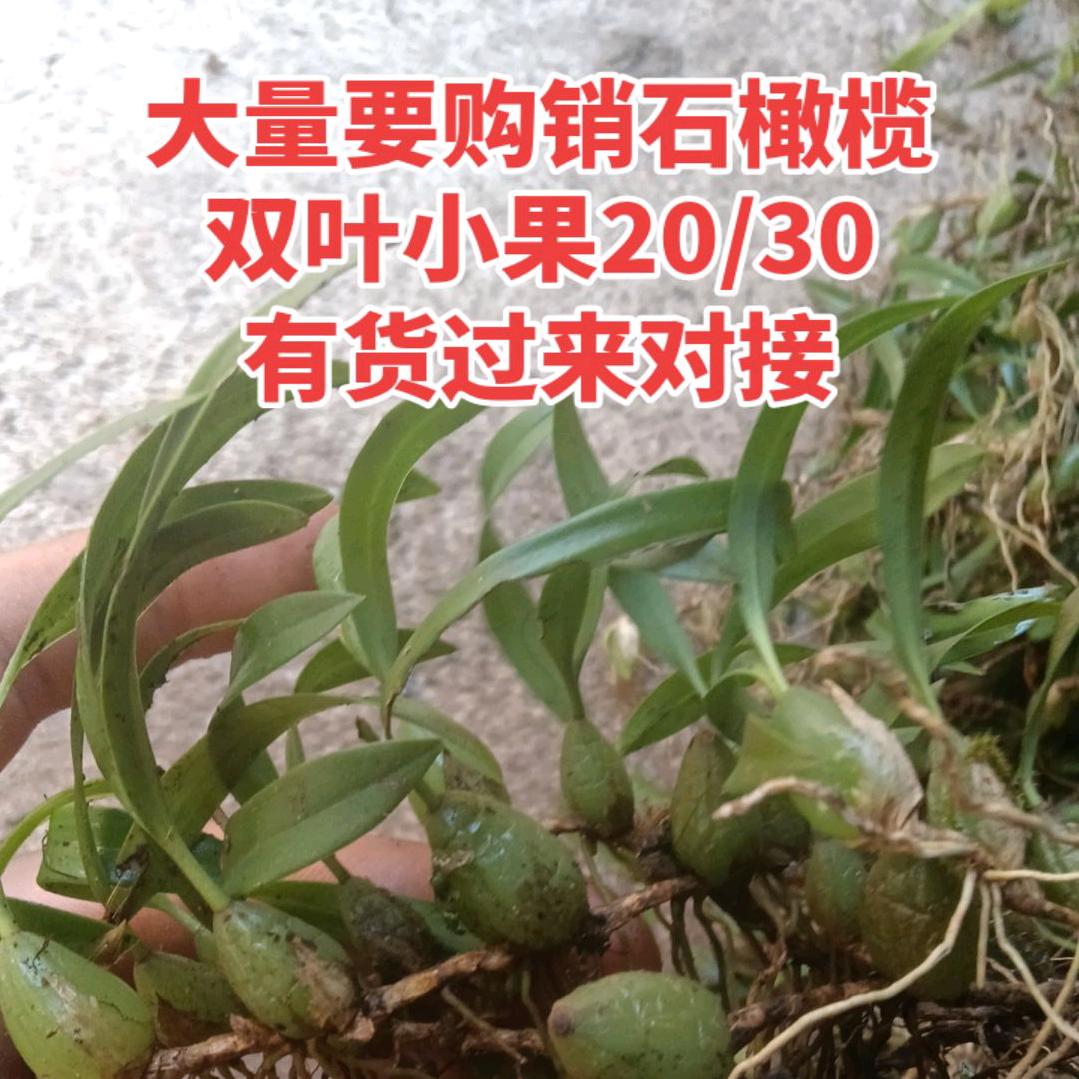 石橄榄，土茯苓，金樱子大量收购