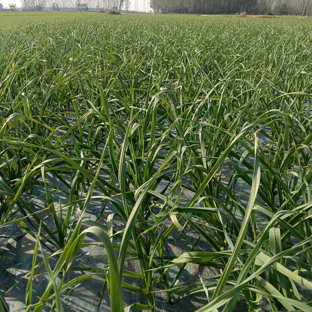 金陵袁东海土豆蒜苗蒜苔代办苏北大蒜
