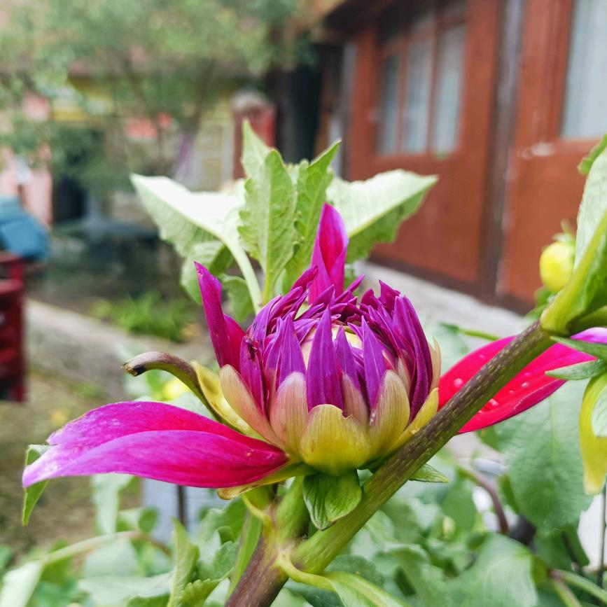 雷公山脚下的养鸡姐姐