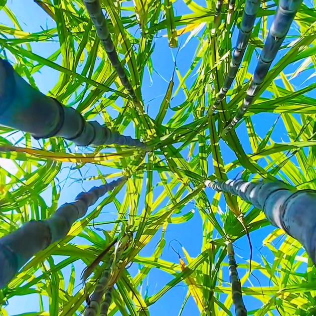大麦农产品供应链