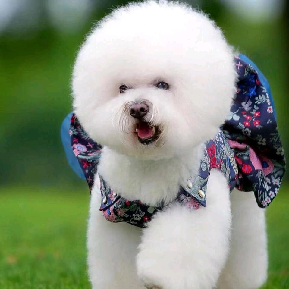 爱宠生活馆（别连赞哦）