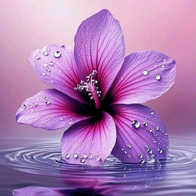 ৡৢ你是谁ৡৢ