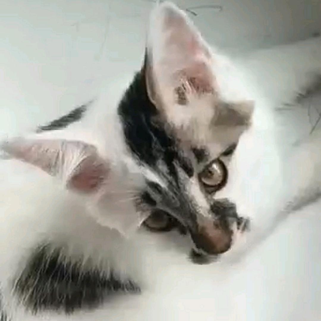 猫泡泡
