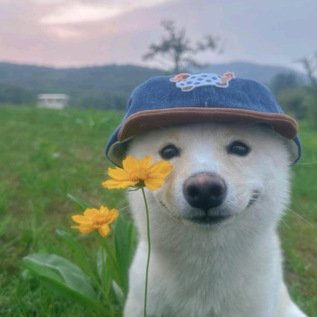 草莓招了