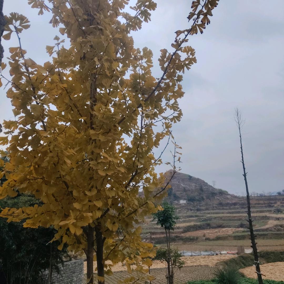 秋风落叶