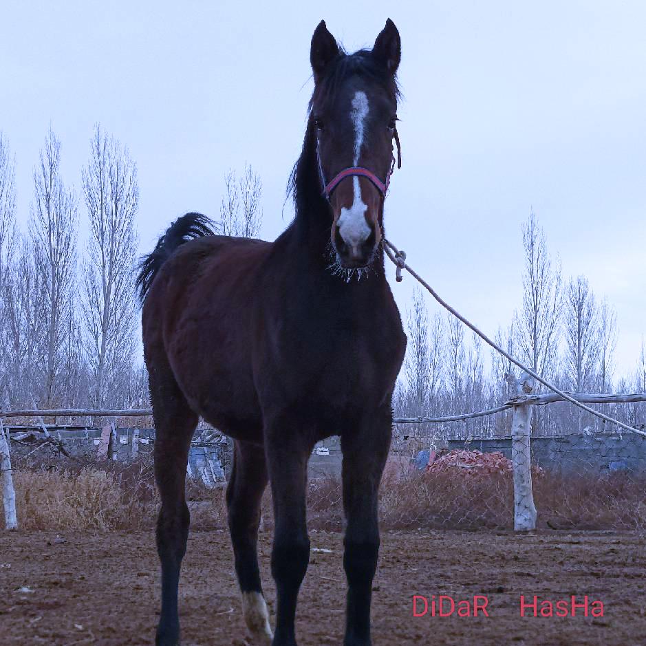 HamiT
