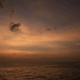 小白菜