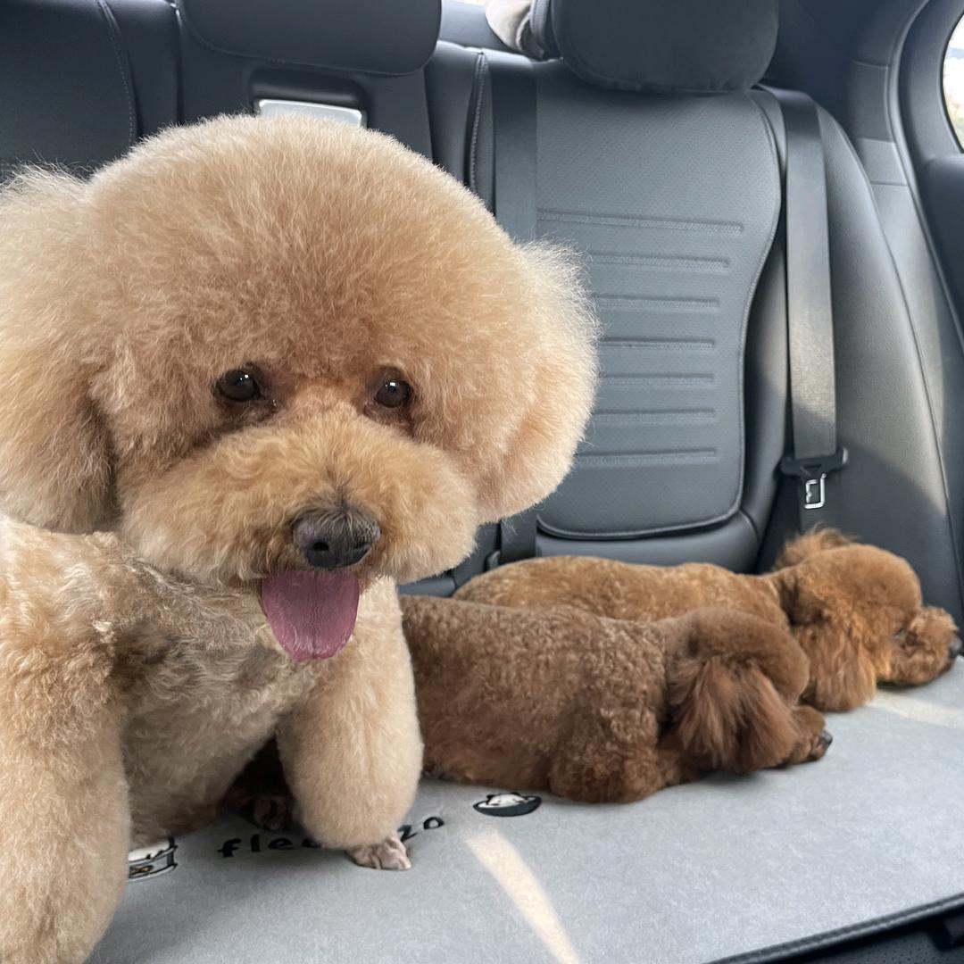 阿拉伯的狗🐶