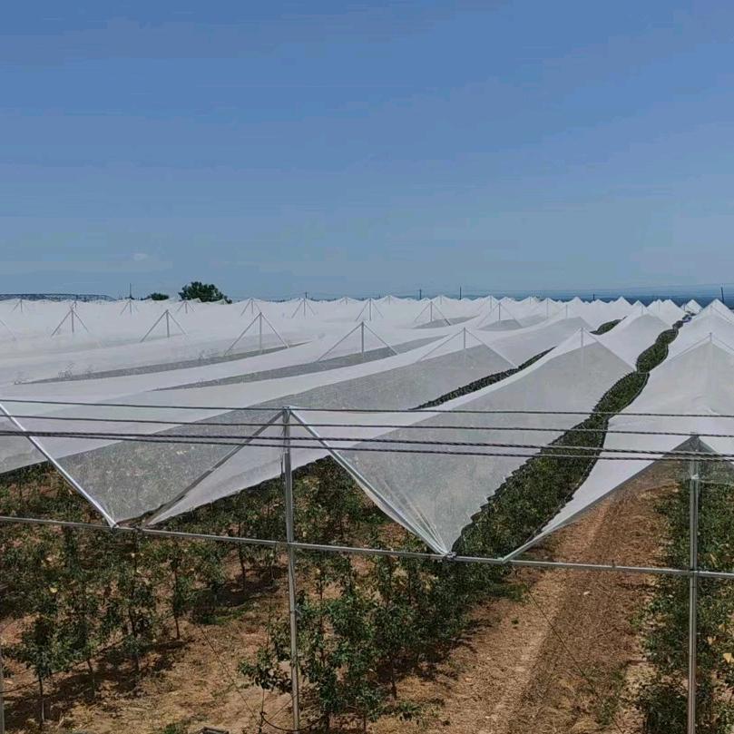 颐丽小杨-防雹网、防草布防雨棚遮阳网厂家