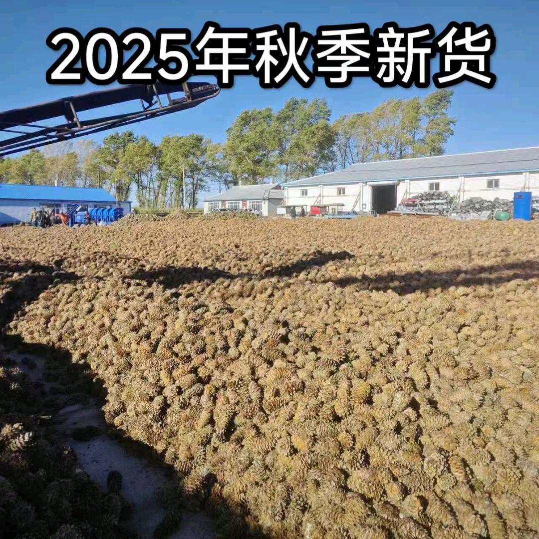 薯你好看东北松子