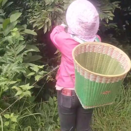 黄美颜本草刚目