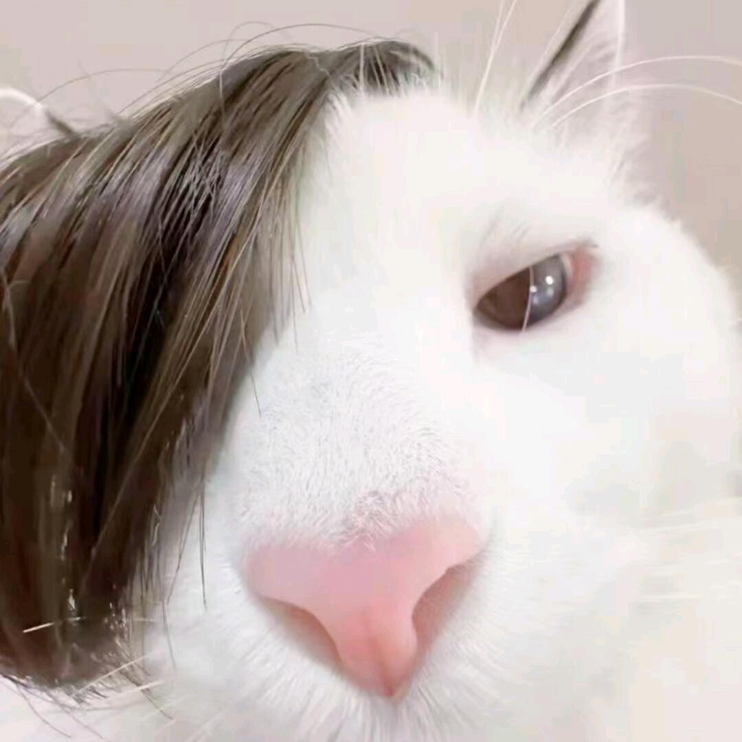 蝉