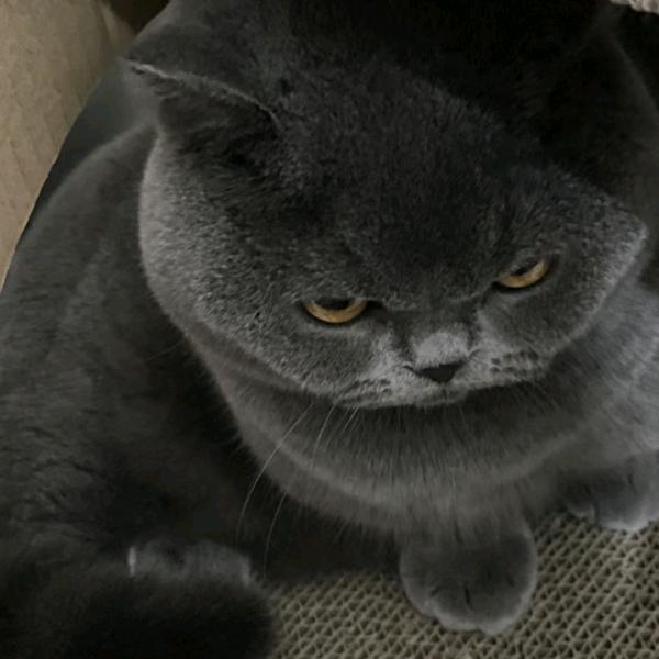 小ଲʚ猫ɞ眯