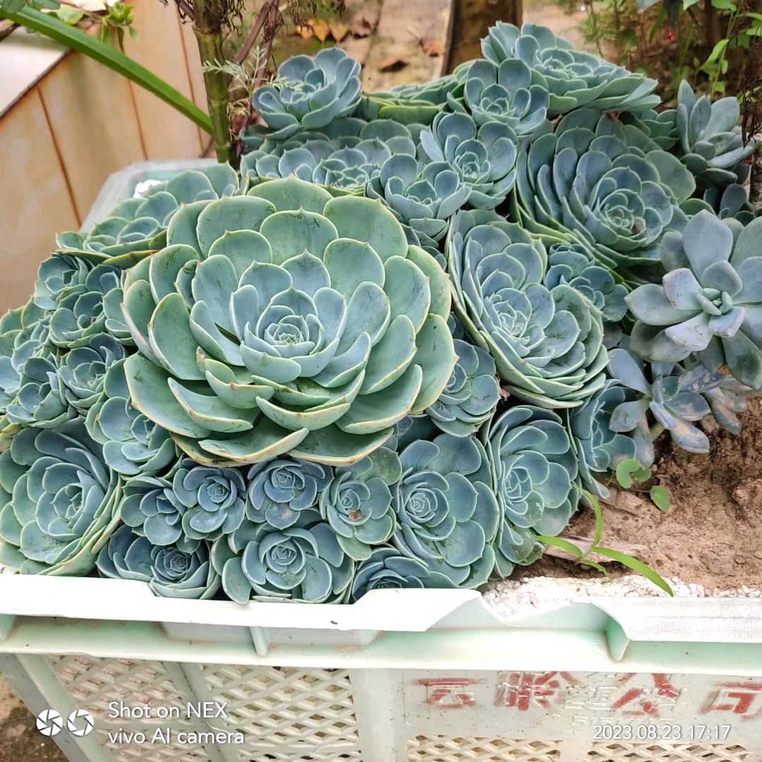 小梦梦