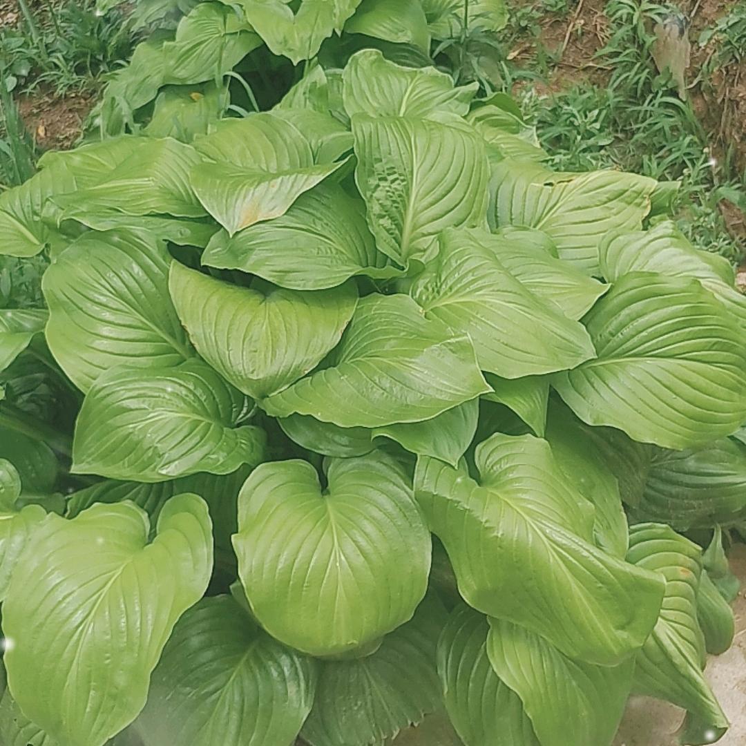 奋搏