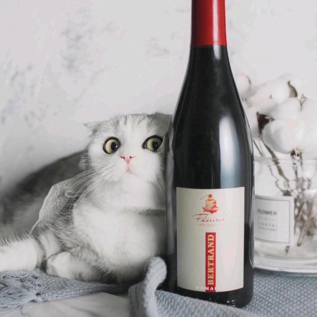 沈尘心🌙（半步猝死境）🚬