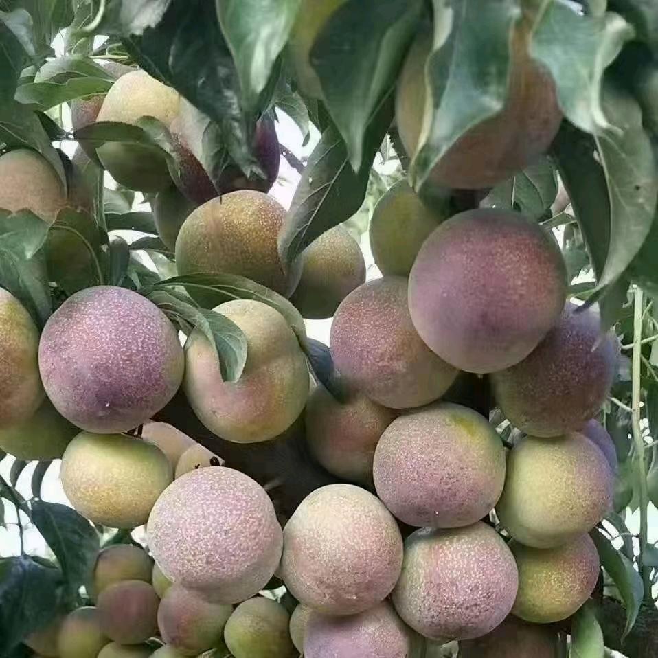 @小何绥江半边红李子