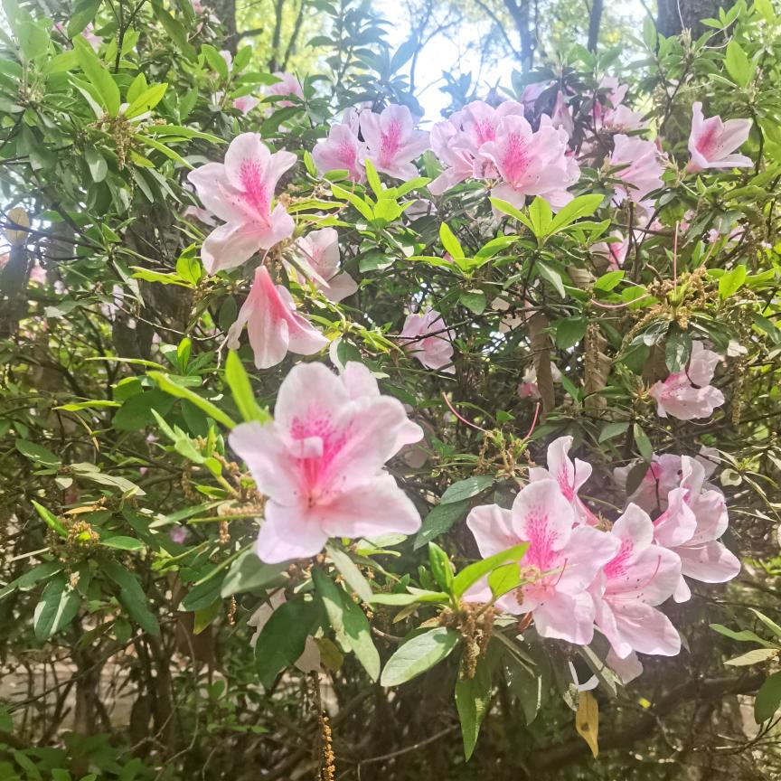 🌈🌈🐉໑ຼₒ₂4ღ᭄追风的🌸少年