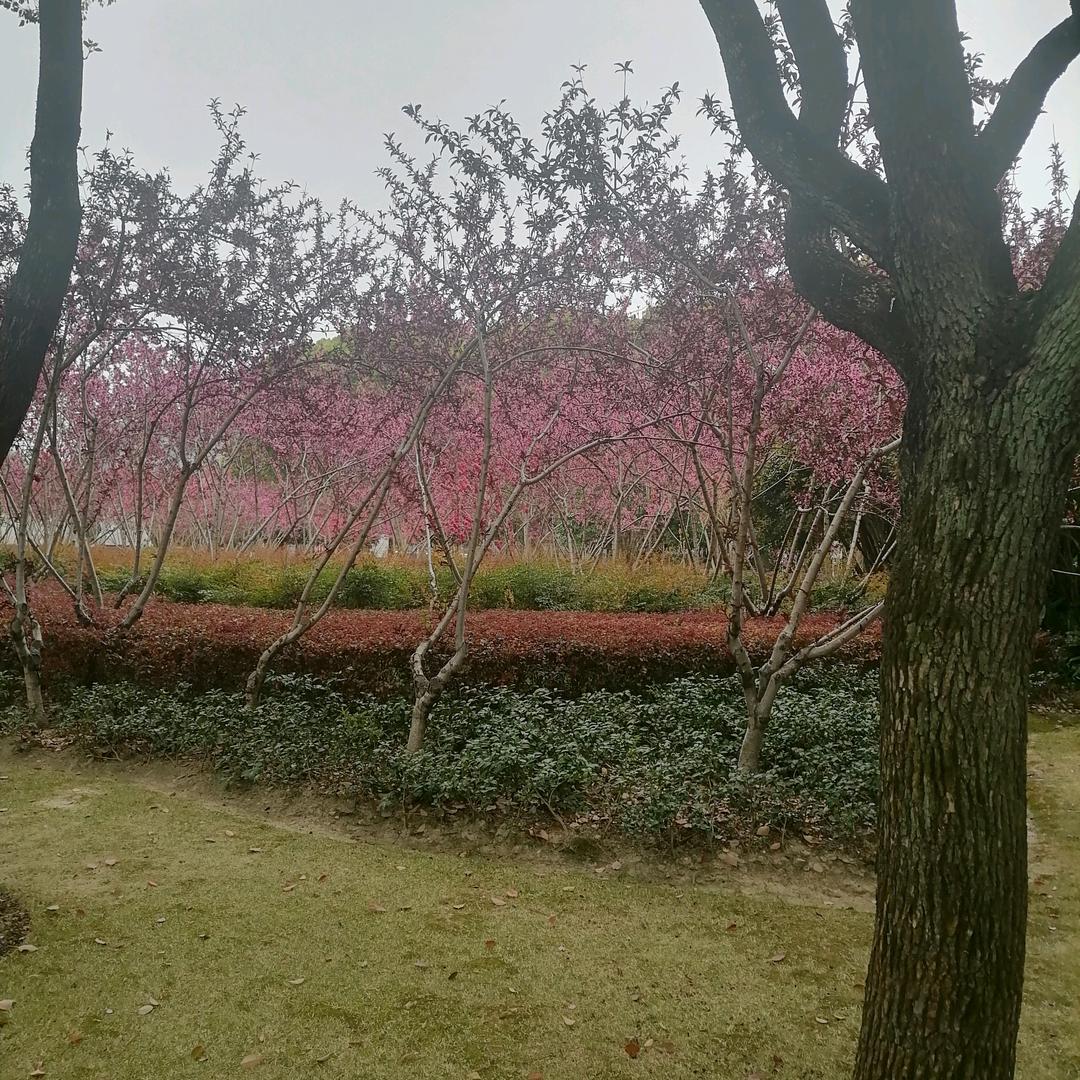 总裁