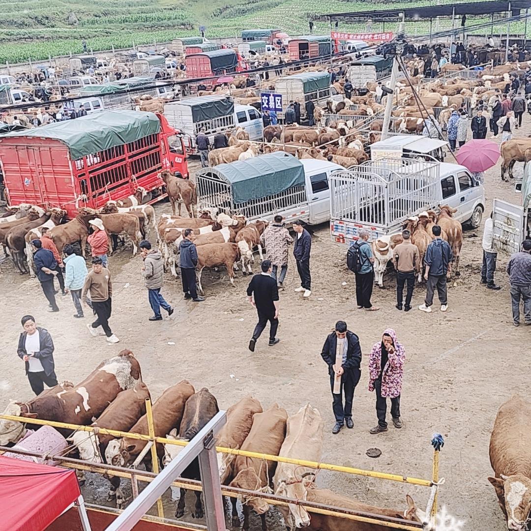 贵州抓牛羊-小赵