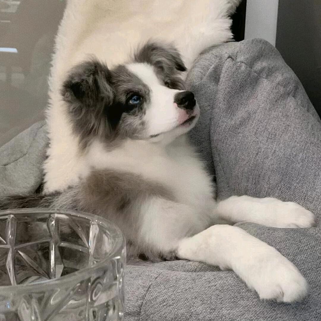 芝麻大小的小官儿