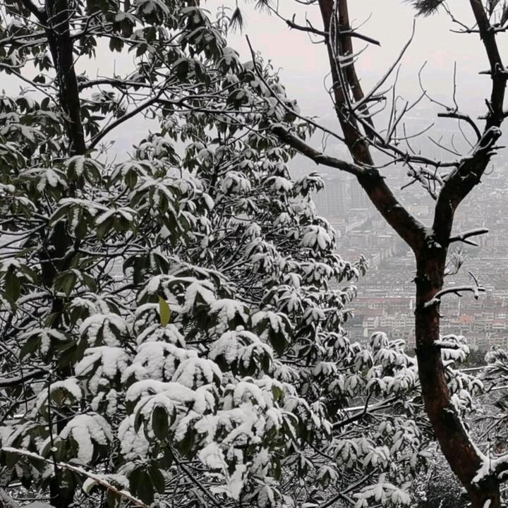 李科