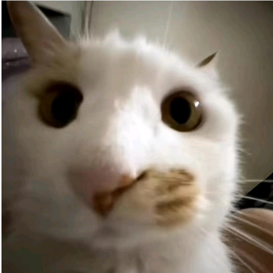 小Y