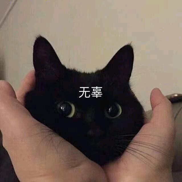 我家猫会打太极拳🐱