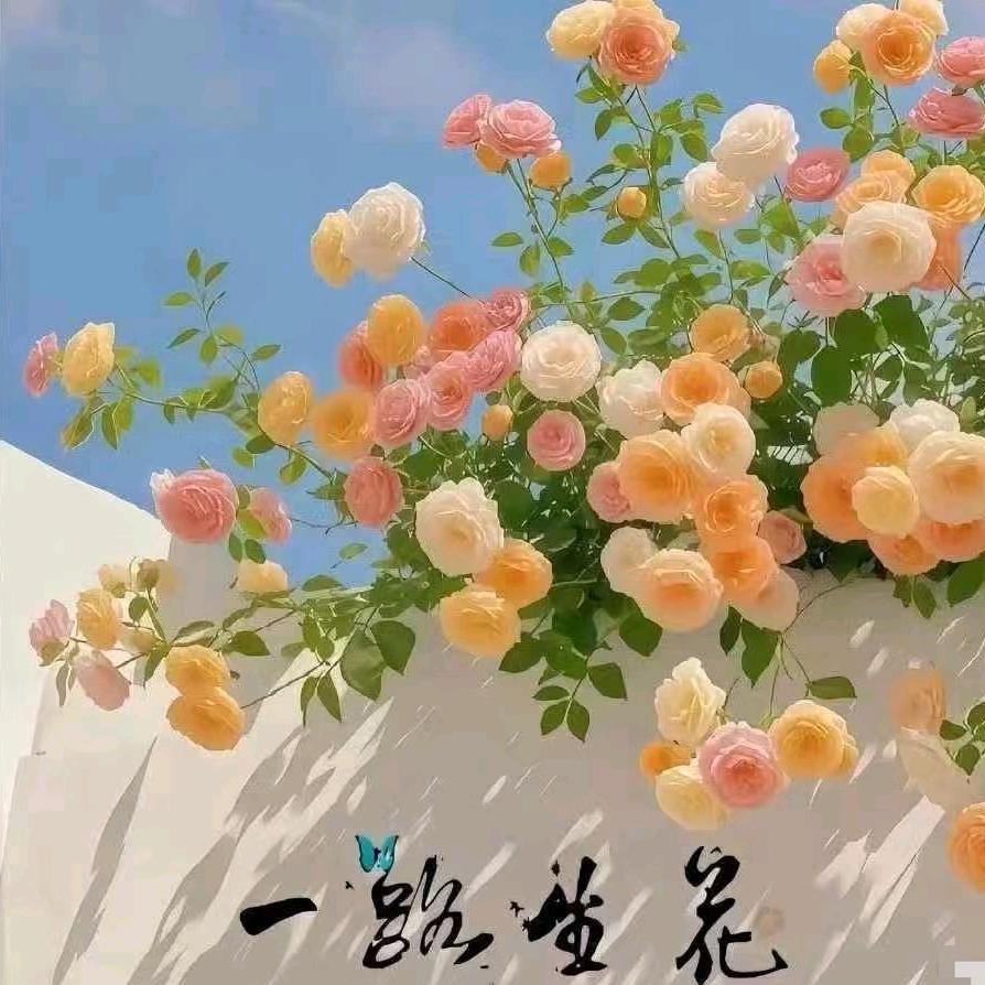 中牟升学规划王老师