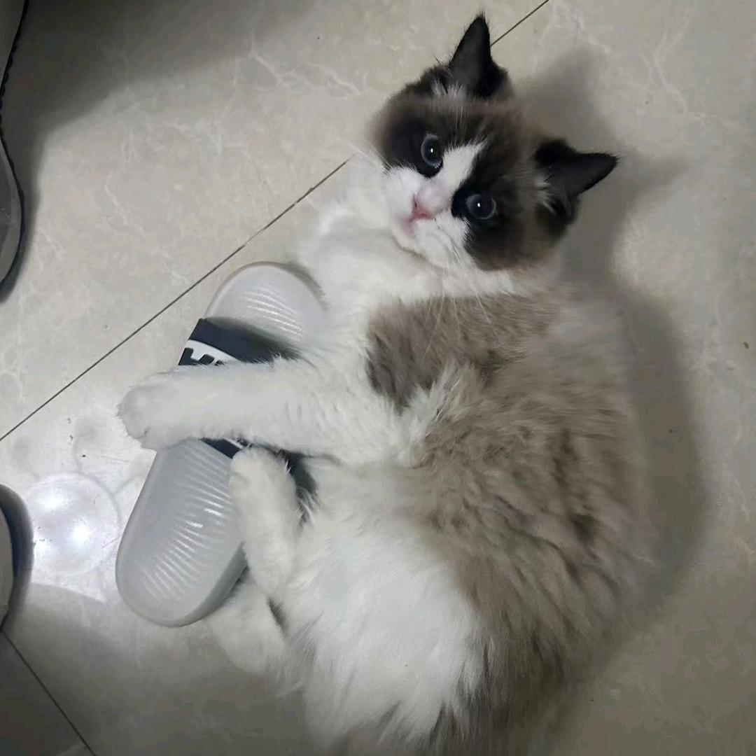 태양