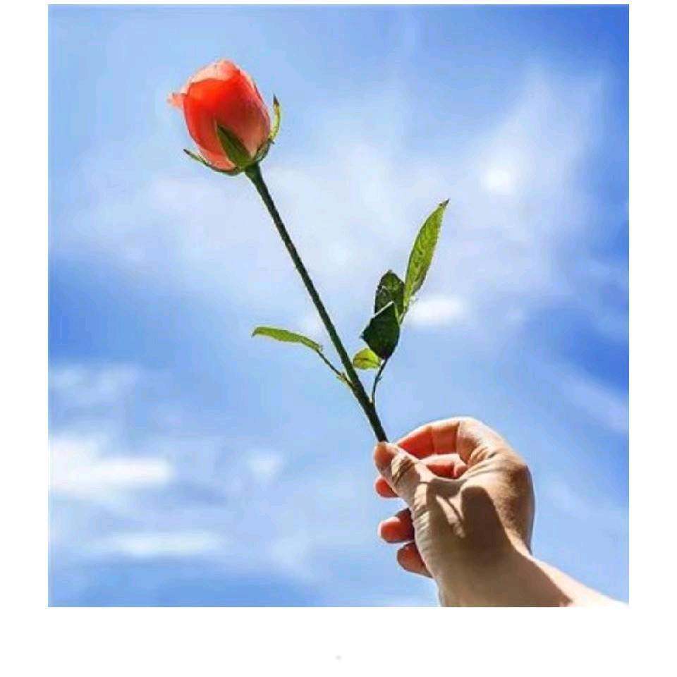 顺风又顺水陈淑华