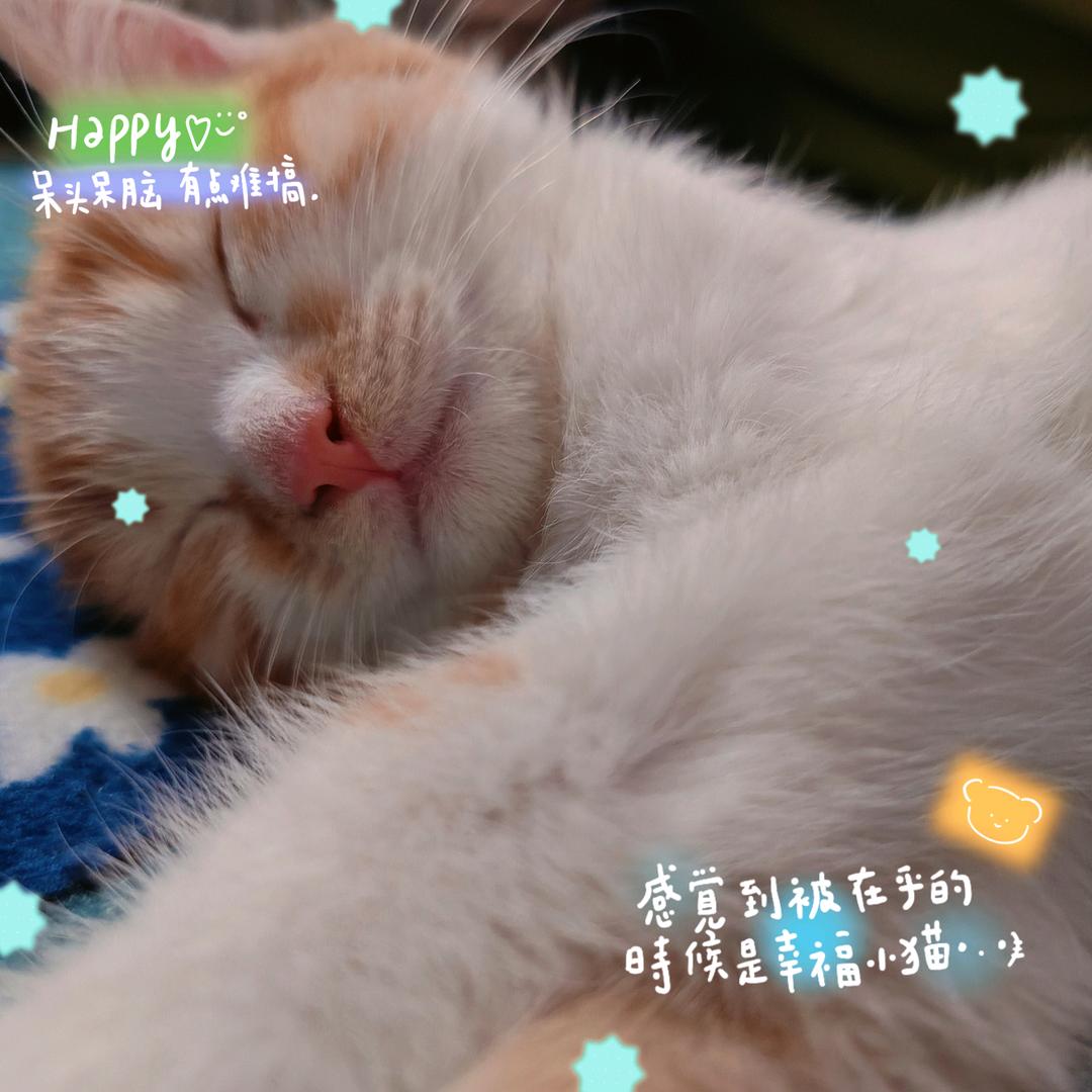 小车子里和糯米