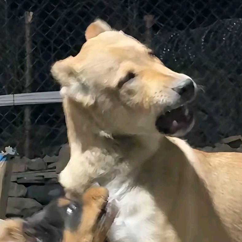 大蚊子（求关注版）