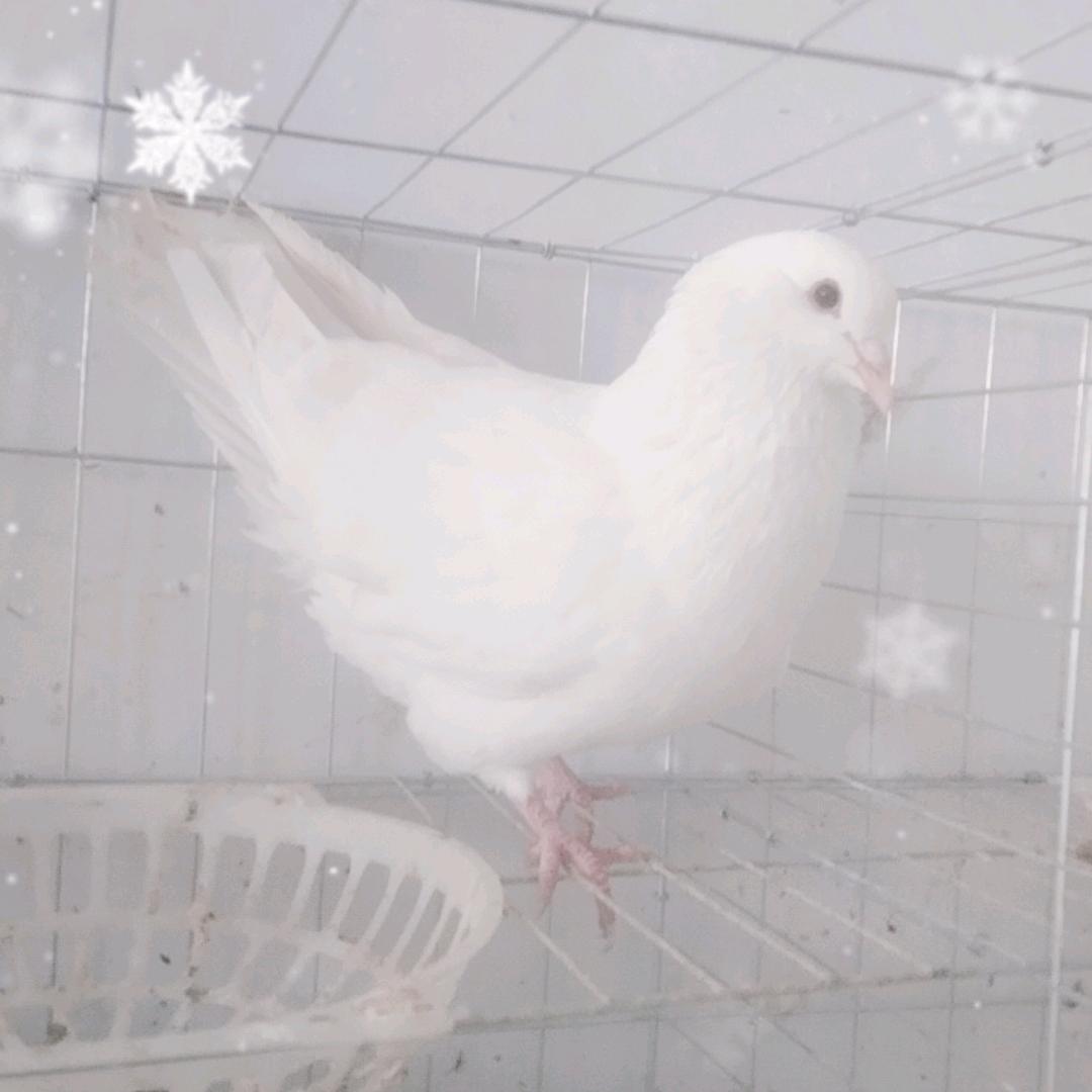 鑫哥，鸽舍（大体米马斯）