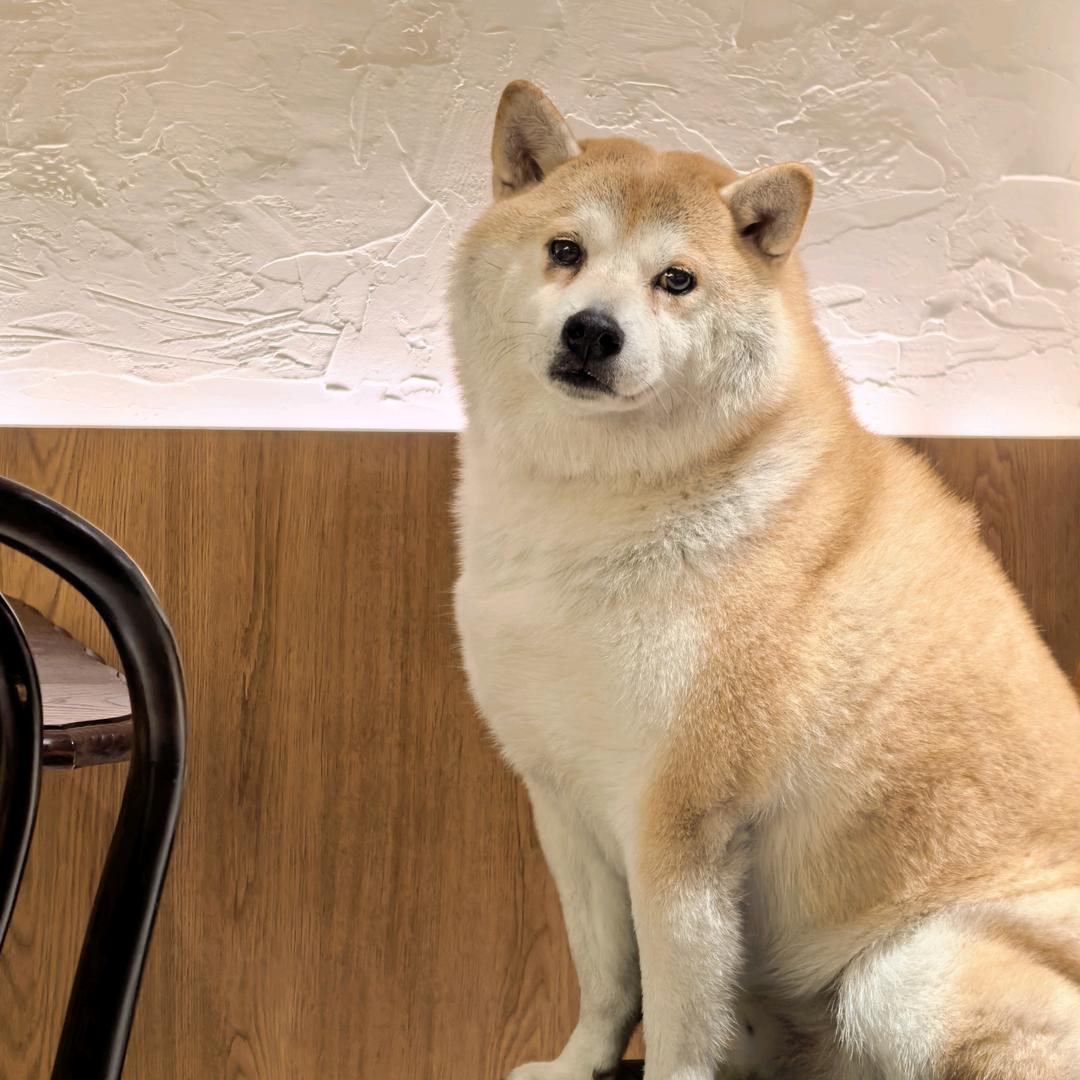 🍡『青团』-甜馨儿