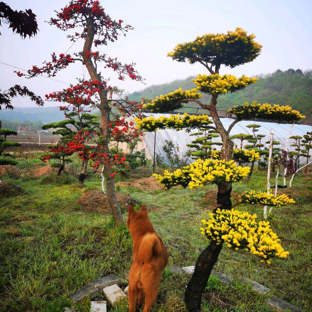 东北景观树