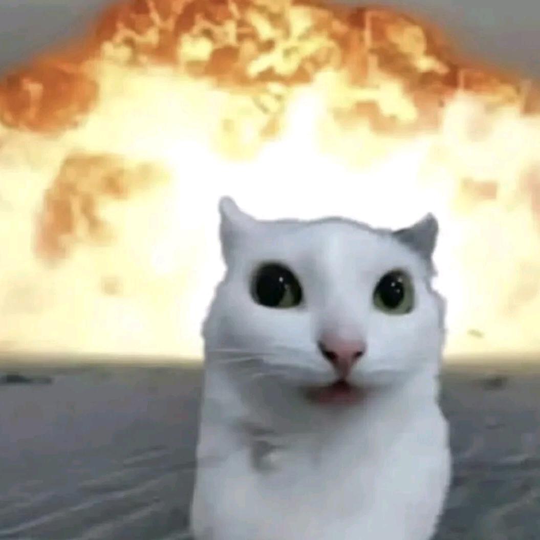 呆毛破败猫