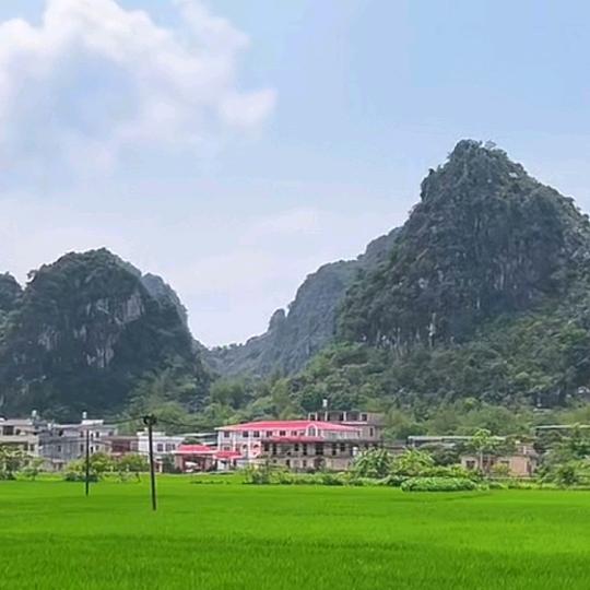 孔雀鱼