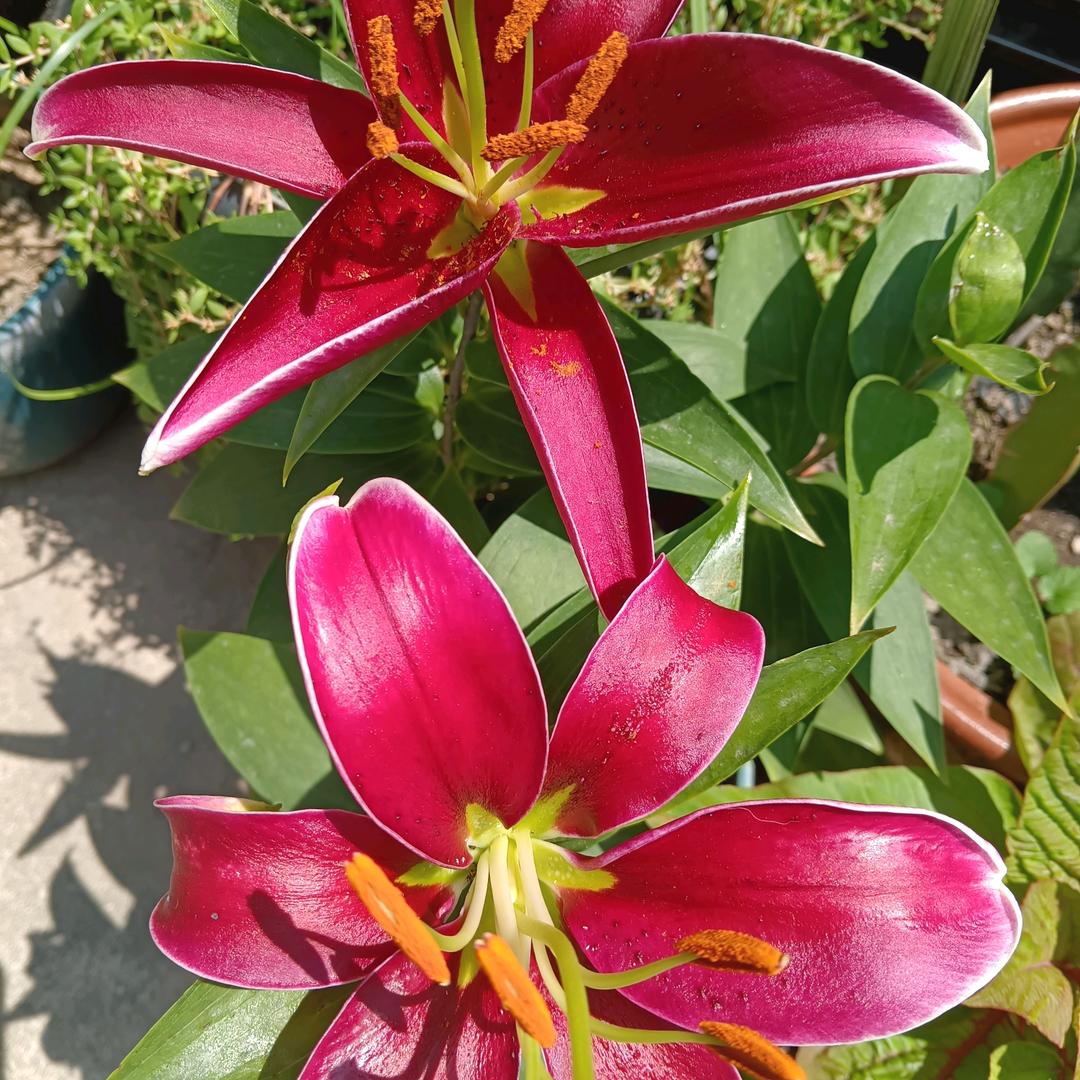 缘来誓你，红娘—朱姐