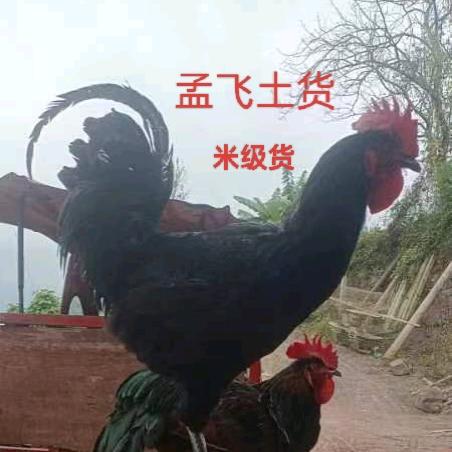 代孟飞（高脚禽业）