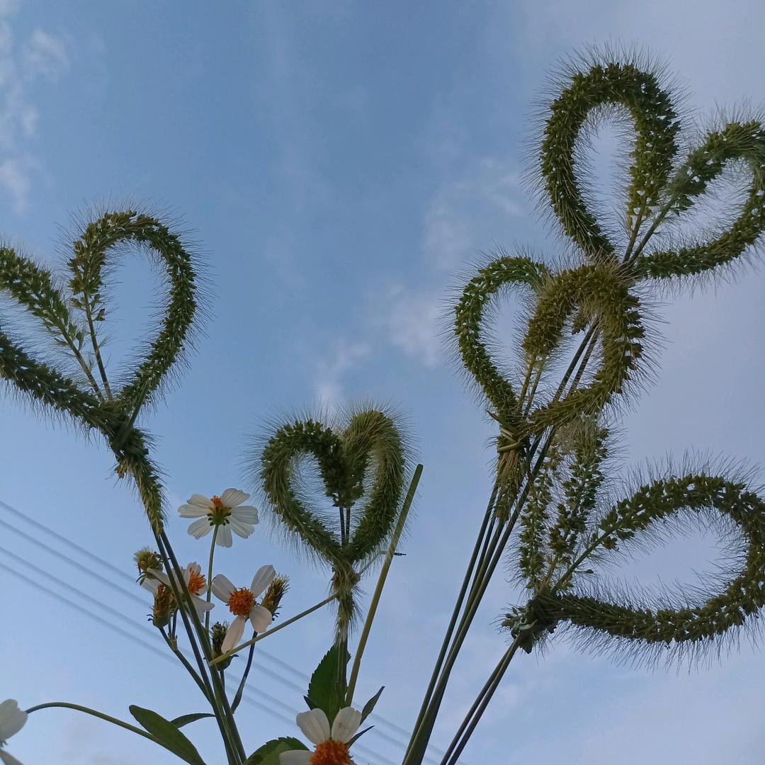 🍀小月肖🍀🌻