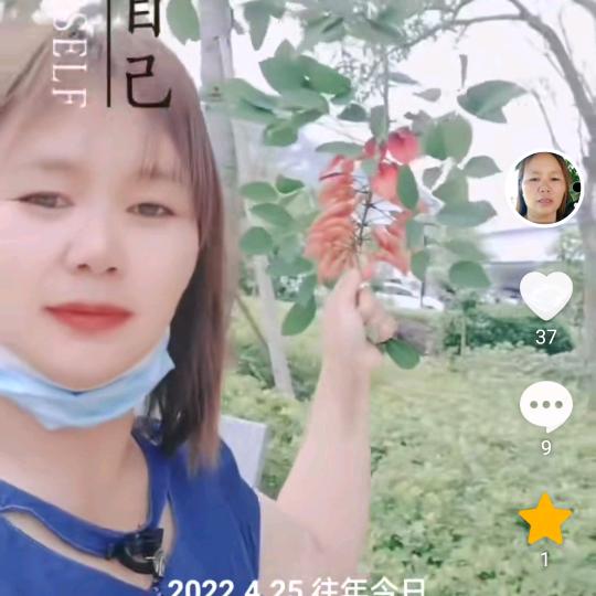 菊