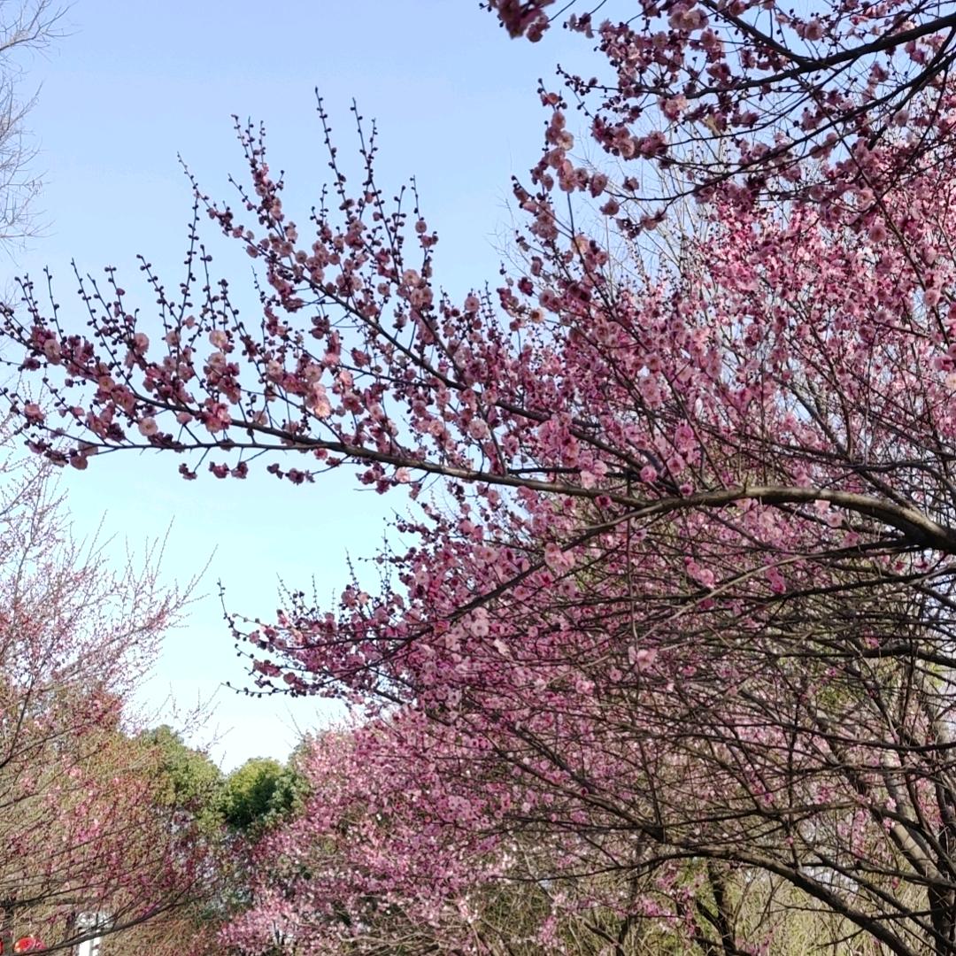 夏日重现