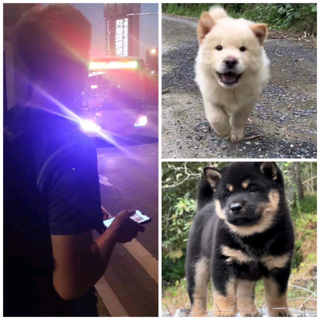 臭浪浪、饭桶龙的日常