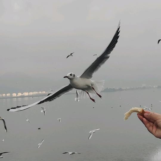 和鸣精选