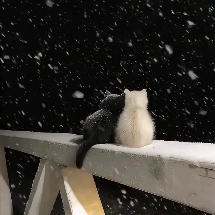 🌲🌲林深见鹿🦌🦌