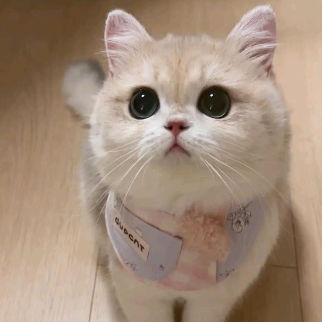 猫砂源头工厂