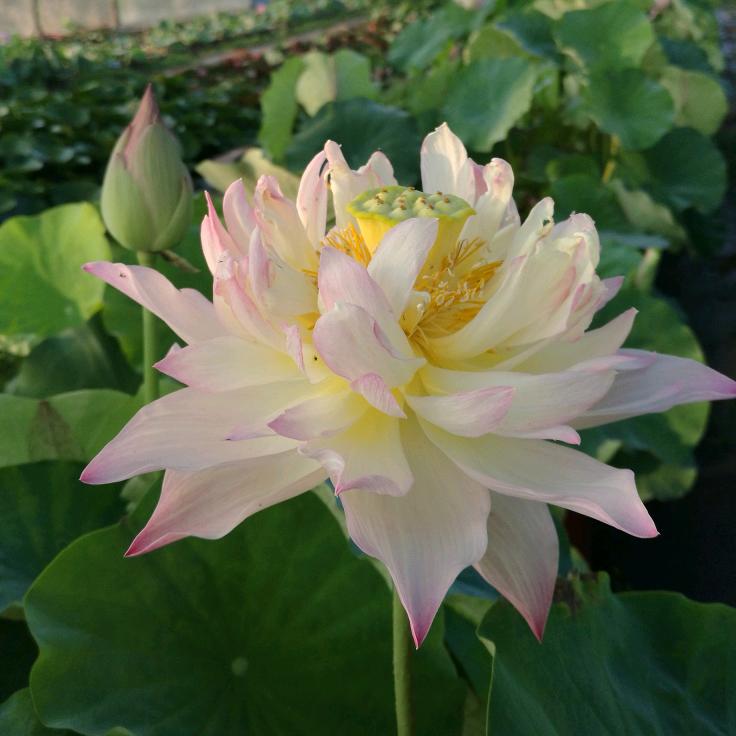 ꧁飞鸟༒与鱼꧂