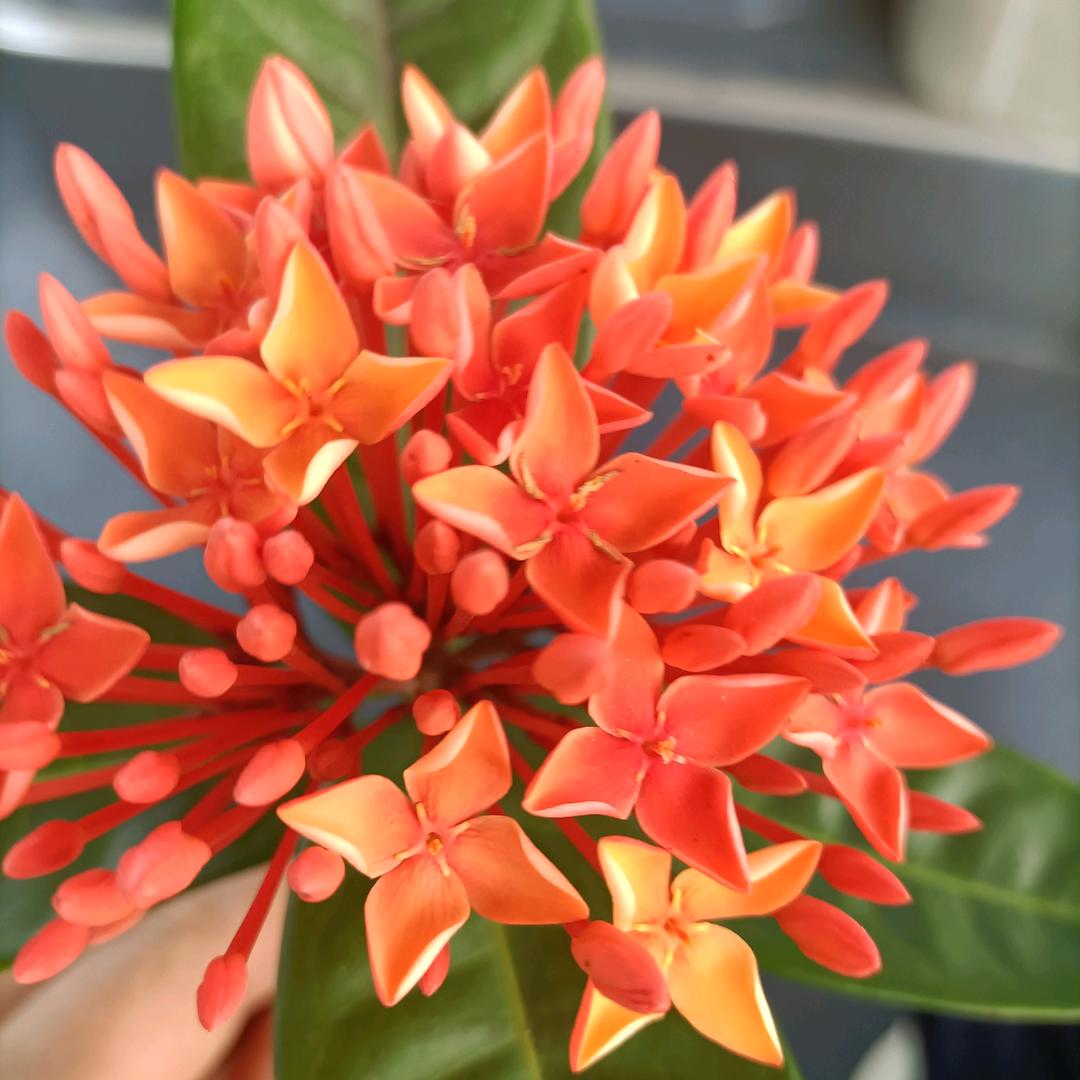 心🌹🌹随🌹🌹梦，飞🌴